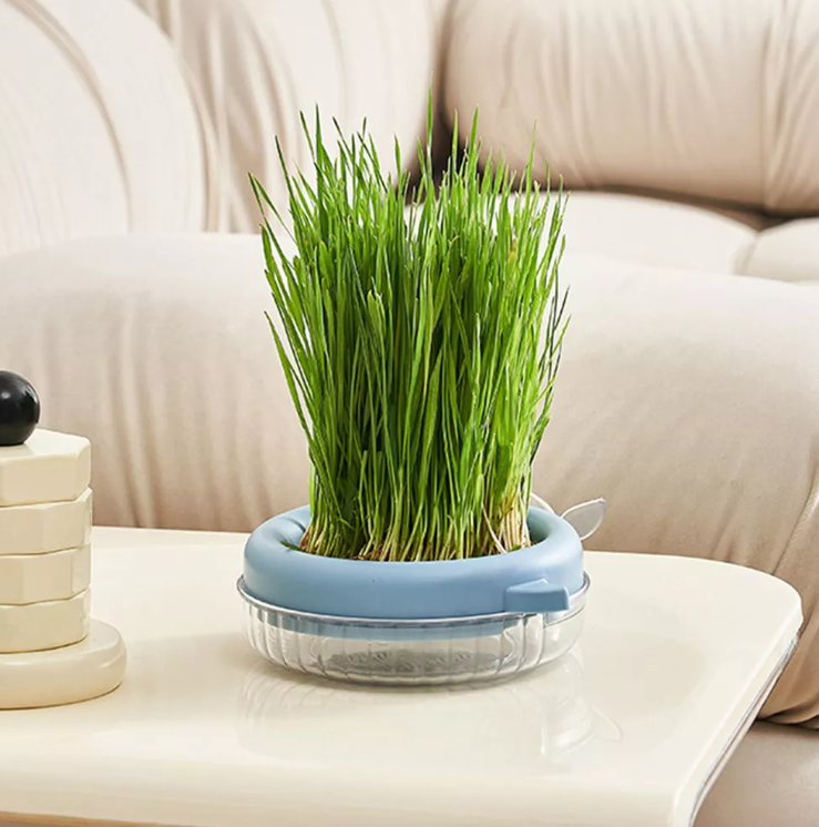 Macetero Hierba cultivo para gato Caja