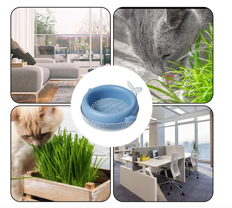 Macetero Hierba cultivo para gato Caja